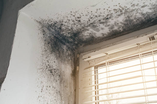 Affordable Mold Remediation solutions in Somerville, NJ