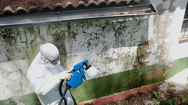 Top rated local Mold Remediation specialists in Somerville, NJ